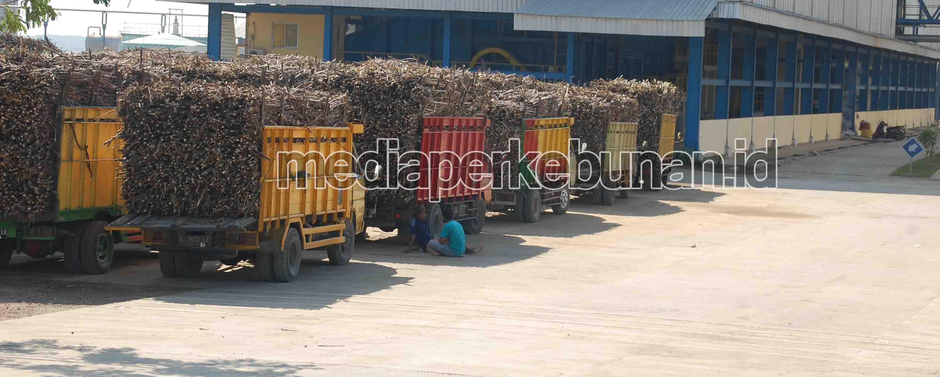BPDP Tebu Solusi Menuju Swasembada Gula