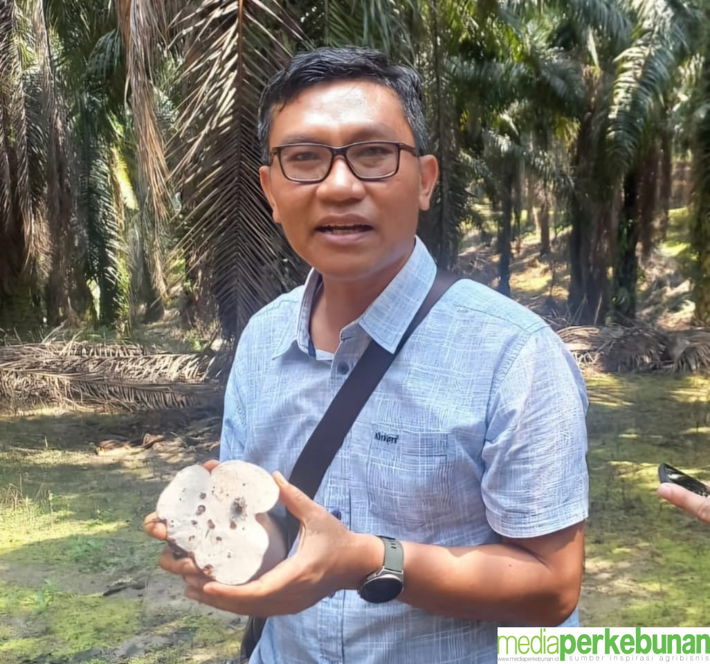 Belum Ada Obat Ampuh, Butuh Kerja Keras Mengatasi Persebaran Ganoderma