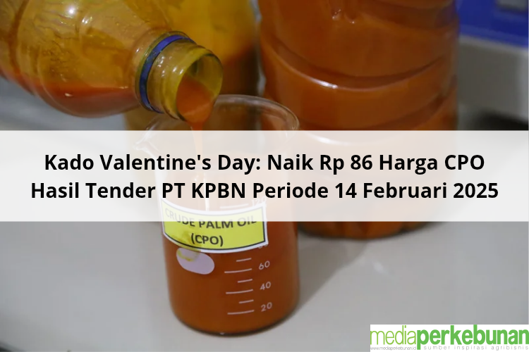 Kado Valentine’s Day: Naik Rp 86 Harga CPO Hasil Tender PT KPBN Periode 14 Februari 2025