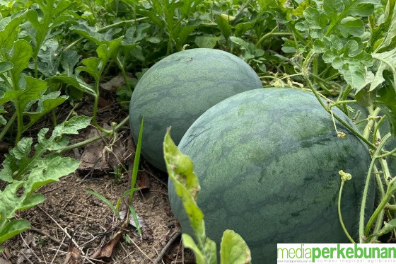 Pasar, Kunci Sukses Tumpang Sari Sawit dengan Jagung dan Hortikultura