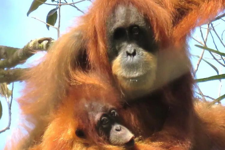 Hasil Riset BRIN: Perkebunan Sawit di Tapanuli Ancam Keberadaan Orang Utan, Solusinya Pohon Kemenyan!