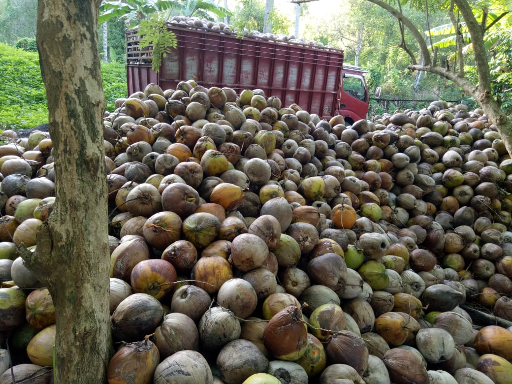 LEWAT GRASIDA, PRODUKSI DAN EKSPOR KELAPA DITINGKATKATKAN