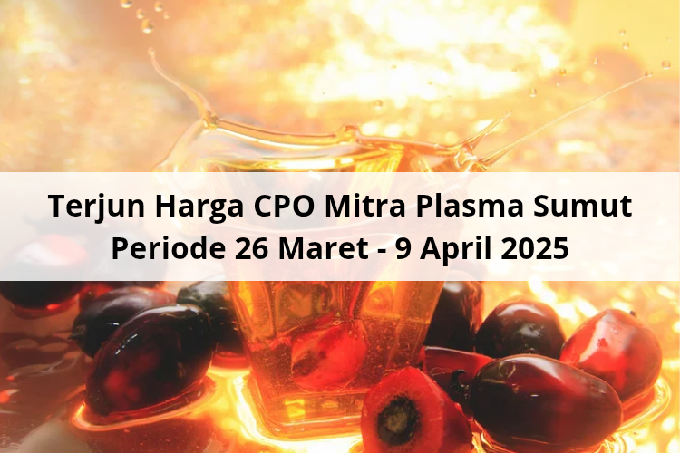 Terjun Harga CPO Mitra Plasma Sumut Periode 26 Maret – 9 April 2025