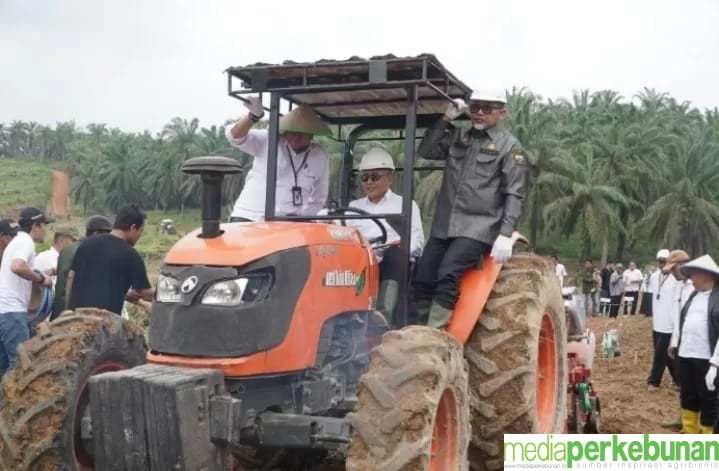 Petani Sawit di Jambi Sediakan 140,62 Ha Lahan untuk Intercropping Padi Gogo