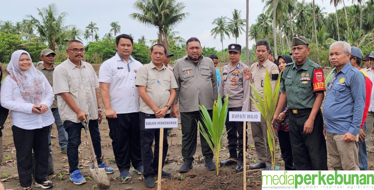Optimalkan Lahan Melalui Integrasi Kelapa dan Jagung