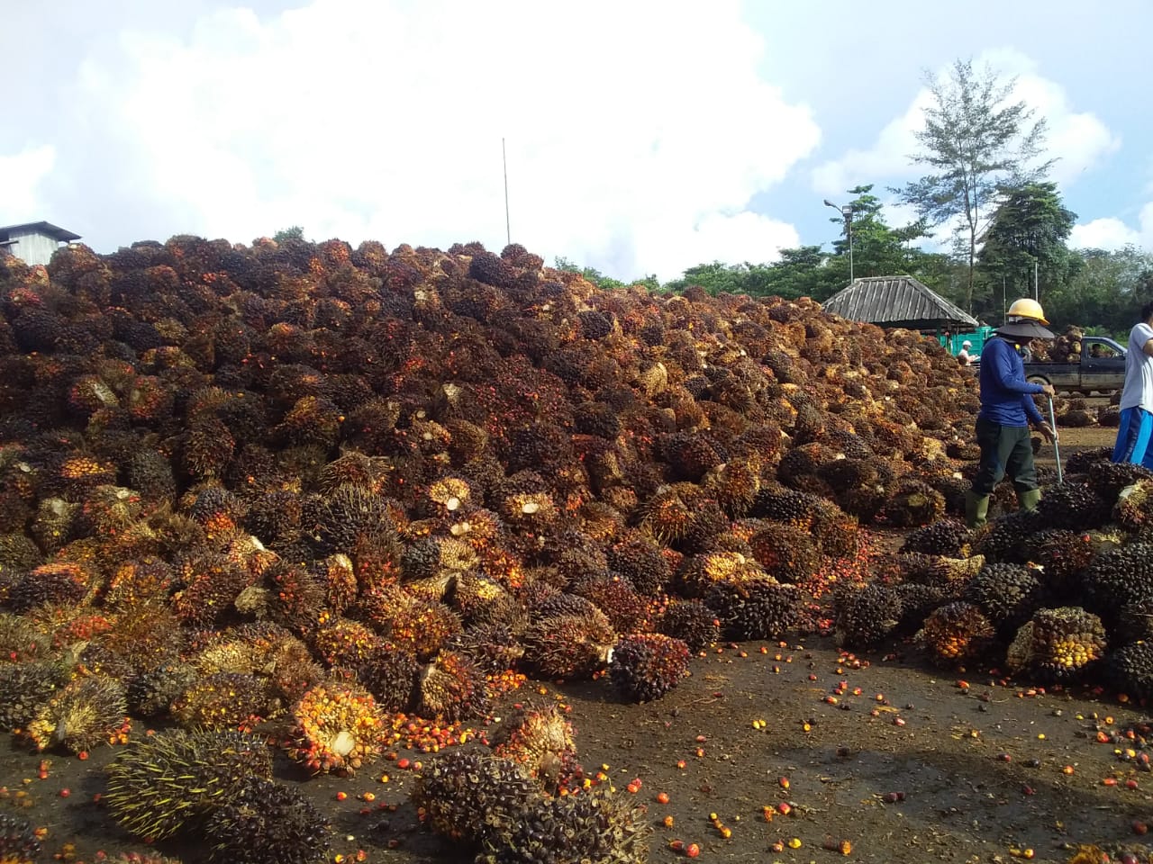 Ngeri… Terjun Lebih Rp 200 per Kg Harga TBS Mitra Swadaya Riau Periode 21–27 Mei 2025