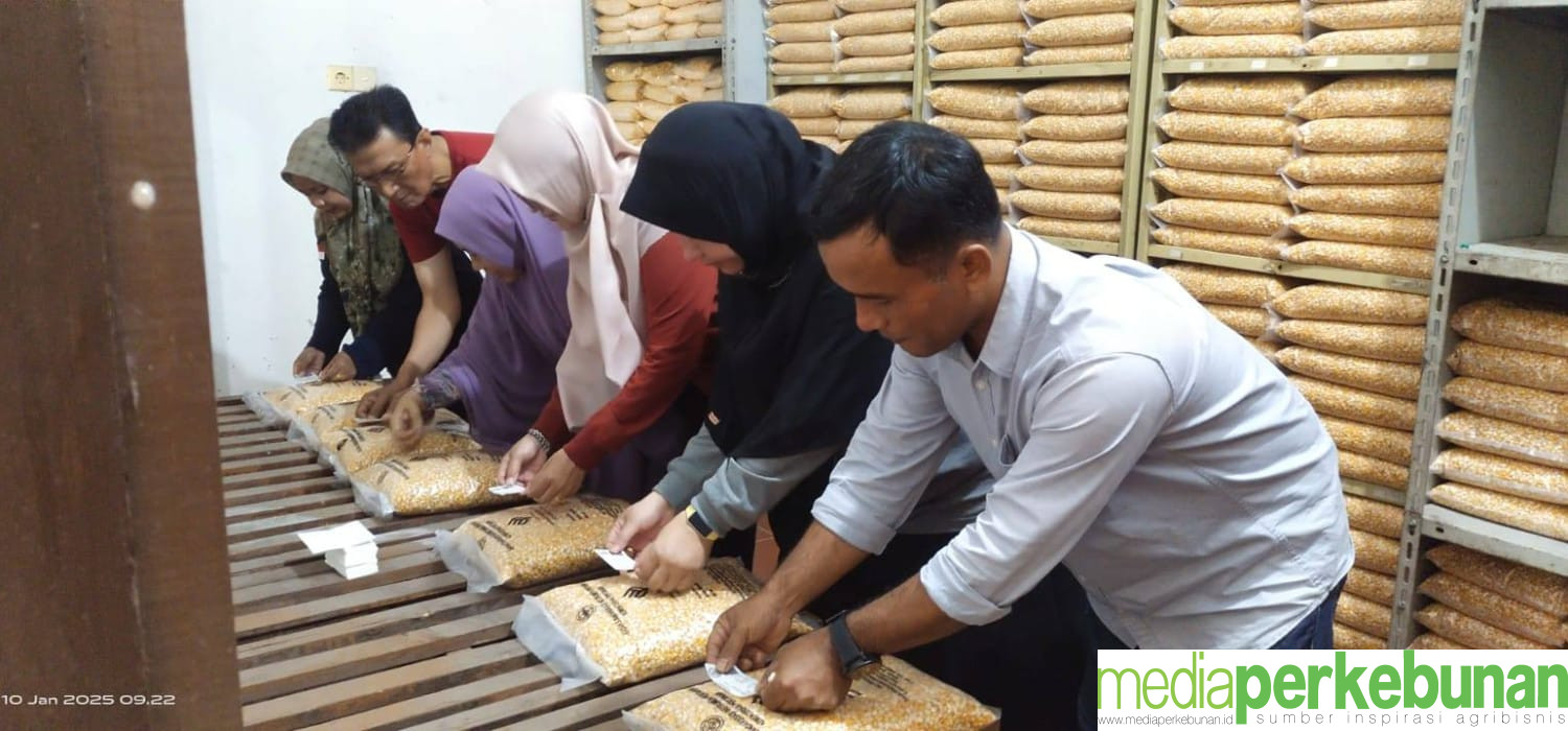 Provinsi Sentra Sawit Ini Mampu Hasilkan Benih Jagung Bersertifikat untuk Mendukung Swasembada Pangan