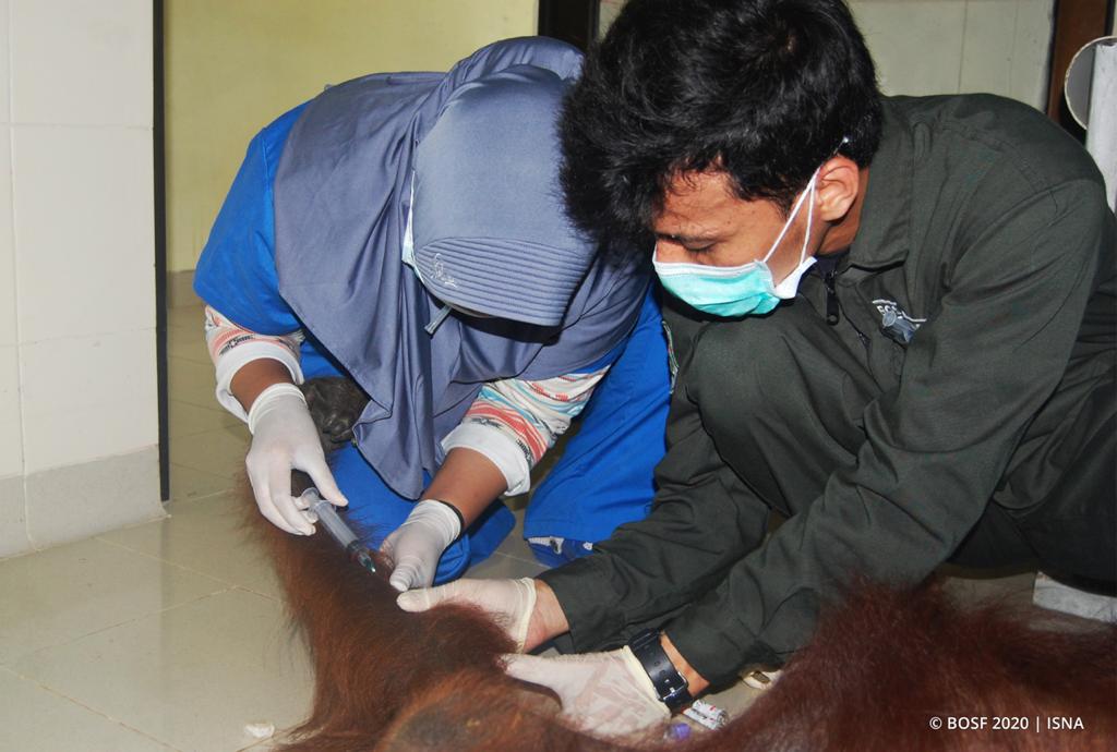 Minamas Plantation Serahkan Bantuan untuk Satwa Orangutan