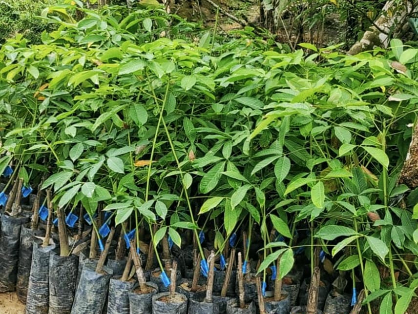 Produktivitas Karet Sangat Dipengaruhi Faktor Benih