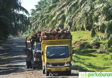 Harga Sawit Periode I Mei di Kalteng Anjlok