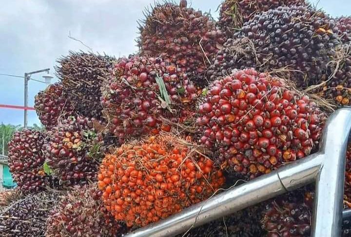 Minggu Kedua Januari 2025, Semakin Nelangsa Harga TBS Mitra Plasma di Sumut