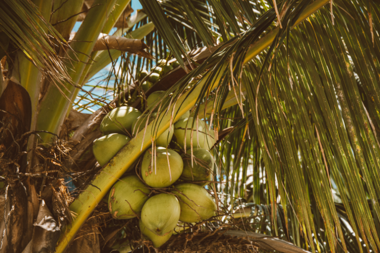 PERPEKINDO Riau Desak Penetapan Harga Kelapa Adil dan Berbasis Produk Turunan