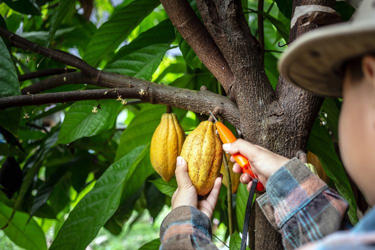 Kolaka Utara Tetap Pertahankan Kakao, Petani Semakin Sejahtera