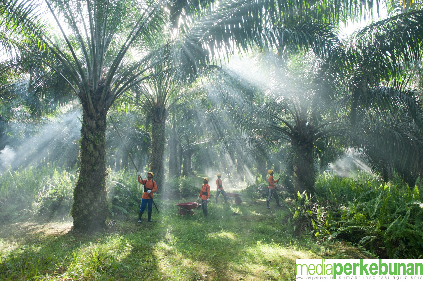 DSNG Meningkatkan Kepemilikan Saham 35% di REA Kaltim