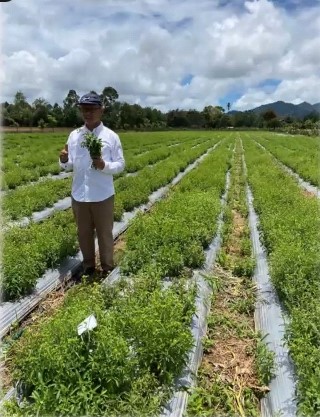 INDONESIA EKSPOR STEVIA KE KORSEL