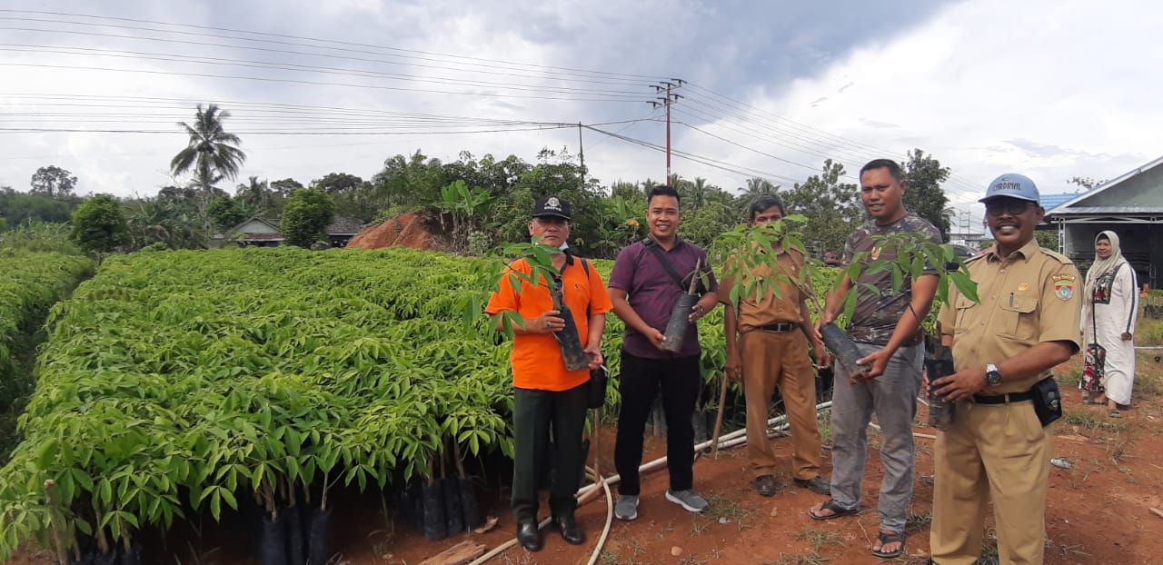 HARGA NAIK, PETANI KARET LUBUKLINGGAU/MUSI RAWAS PERLUAS KEBUNNYA