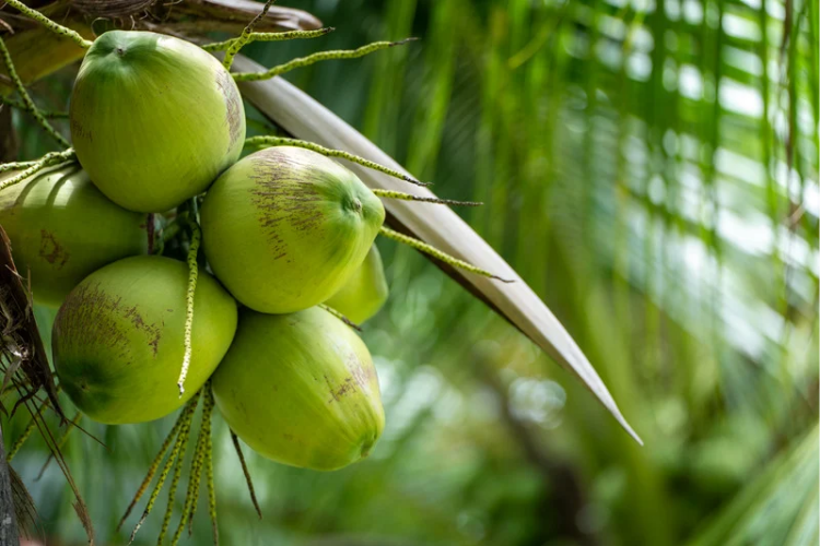 Sebanyak 80.000 Ha Kebun Kelapa Milik Rakyat di Kabupaten Inhil Rusak Berat