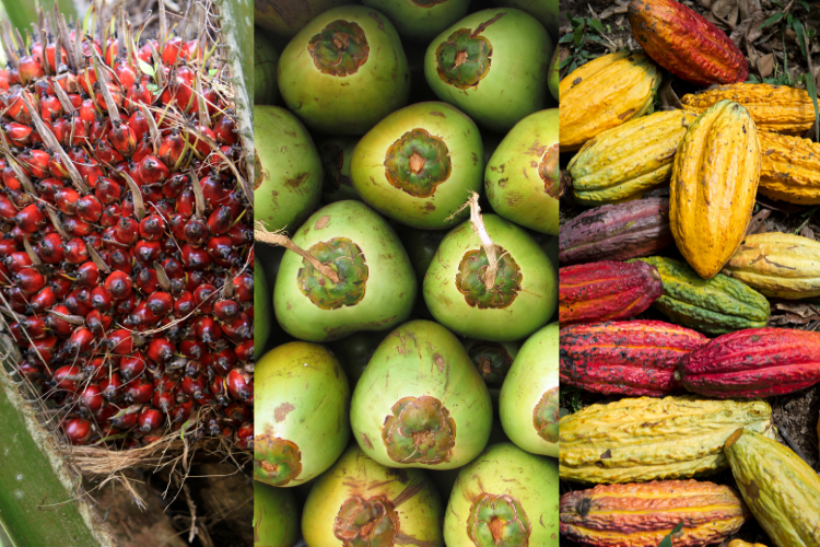 Komoditas Perkebunan Dongkrak NTP Sumut Periode Juli 2025