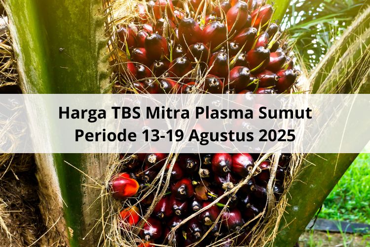 Untung Ada Inti Sawit! Kalau Tidak, Bisa Ambruk Harga TBS Mitra Plasma Sumut Periode 13-19 Agustus 2025
