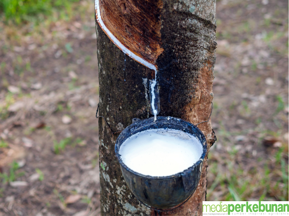 Karet Potensial Untuk Perdagangan Karbon