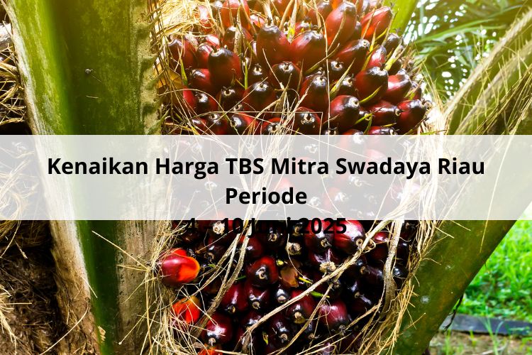 Setipis Sutra Kenaikan Harga TBS Mitra Swadaya Riau Periode 4 – 10 Juni 2025