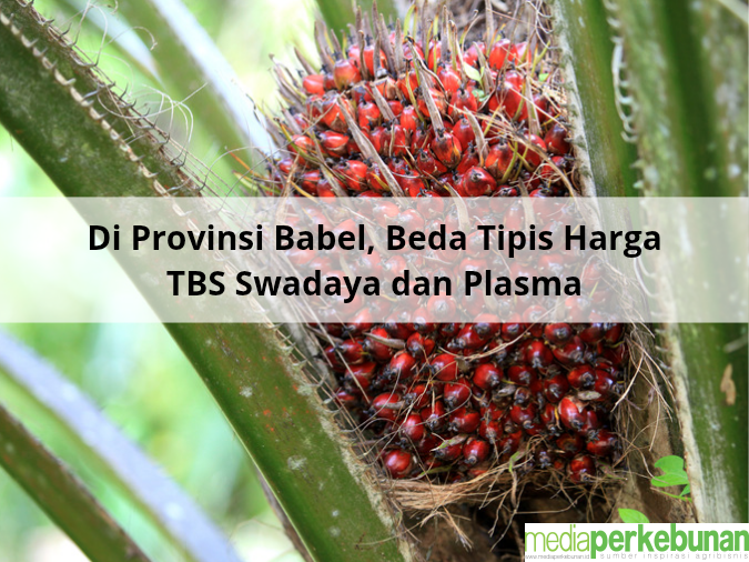 Di Provinsi Babel, Beda Tipis Harga TBS Swadaya dan Plasma