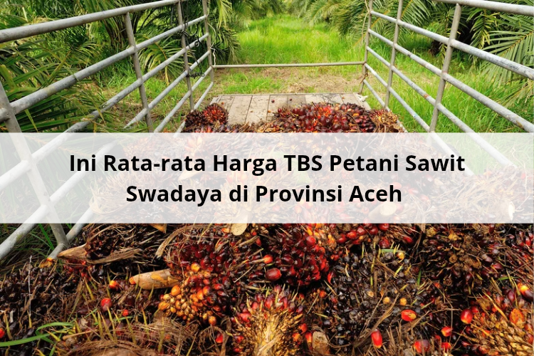 Ini Rata-rata Harga TBS Petani Sawit Swadaya di Provinsi Aceh