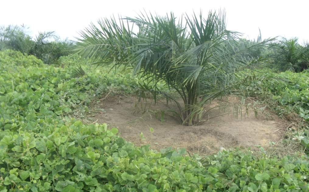 WASPADAI “PETANI” YANG MEMBONCENG PSR UNTUK TUJUANNYA SENDIRI