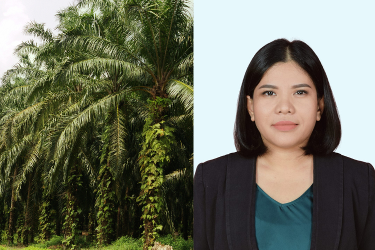 Menjaga Produktivitas Sawit Di Tengah Siklus Penuaan Tanaman
