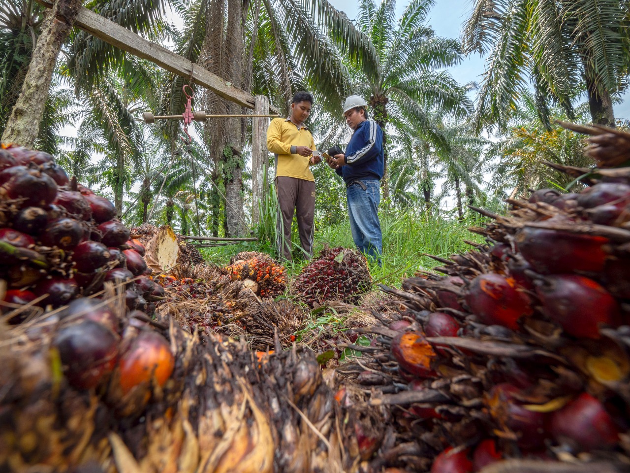 Ketelusuran 178.000 Petani Sawit Indonesia Bisa Dipenuhi oleh Koltiva
