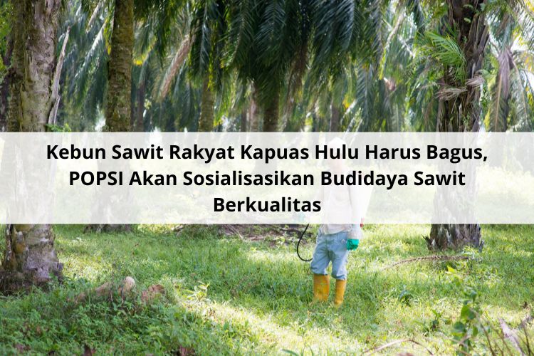 Kebun Sawit Rakyat Kapuas Hulu Harus Bagus, POPSI Akan Sosialisasikan Budidaya Sawit Berkualitas
