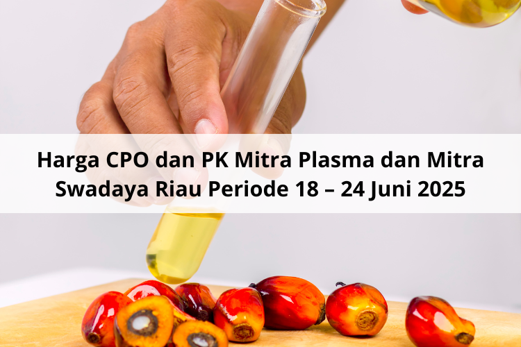Melorot Harga CPO dan PK Mitra Plasma dan Mitra Swadaya Riau Periode 18 – 24 Juni 2025