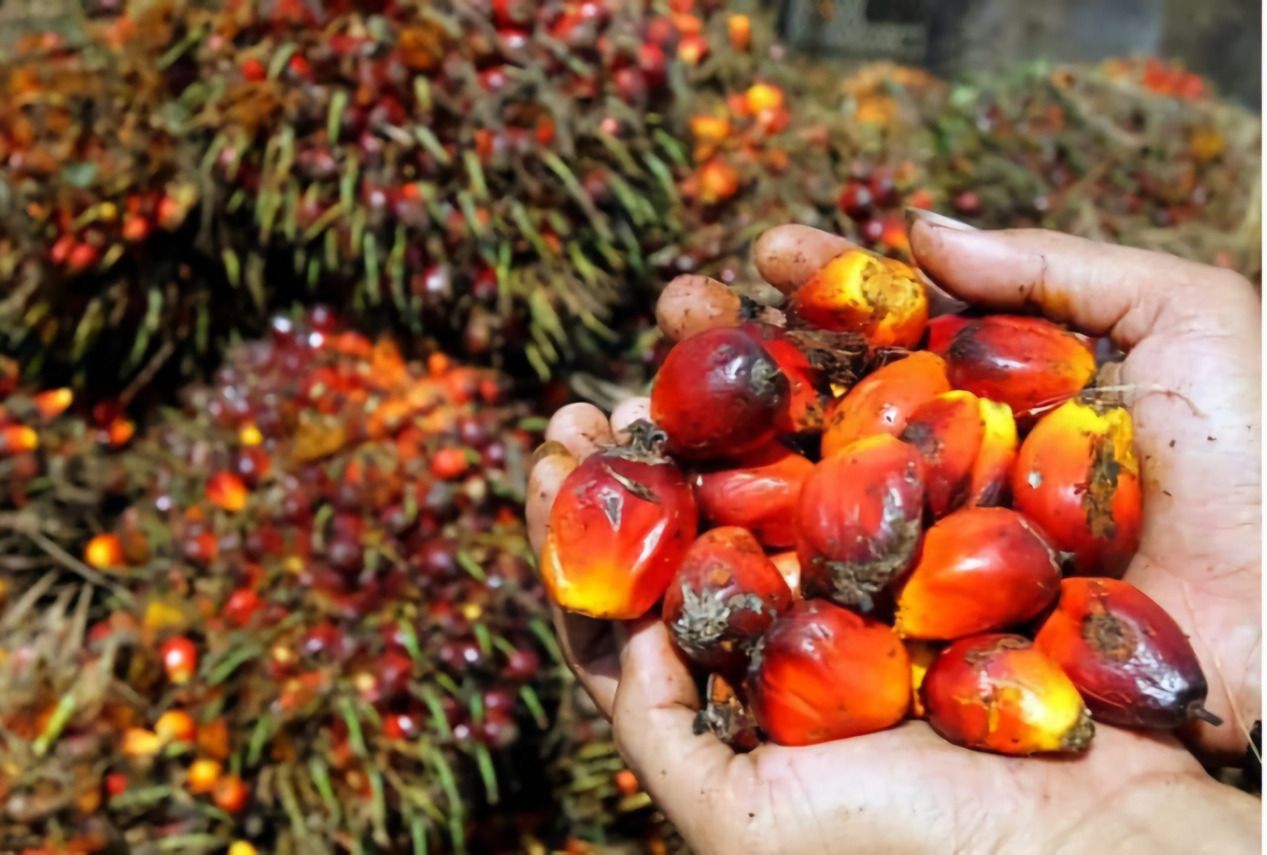 Hampir Naik Rp 100 per Kg Harga TBS Mitra Plasma Jambi Periode 18-24 Juli 2025