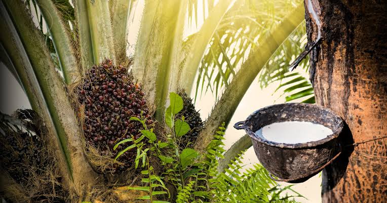 Industri Kelapa Sawit dan Karet Sulit Serap Dana Rp 200 Triliun di HIMBARA