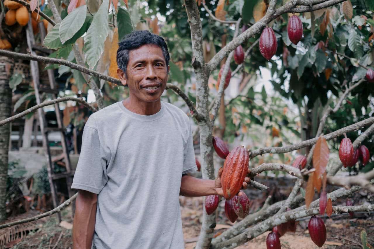Dahsyat, Harga Kakao di Sentra Pariwisata Nasional Ini Capai Rp 150.000 Per Kg