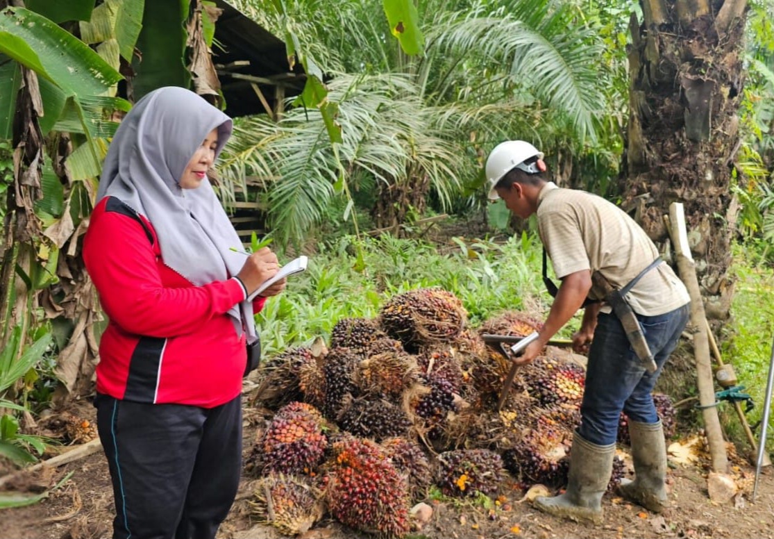 Inilah Sosok Sutiyem, Petani Sawit Peraih Sertifikasi RSPO Asal Langkat dan Binaan Sinar Mas