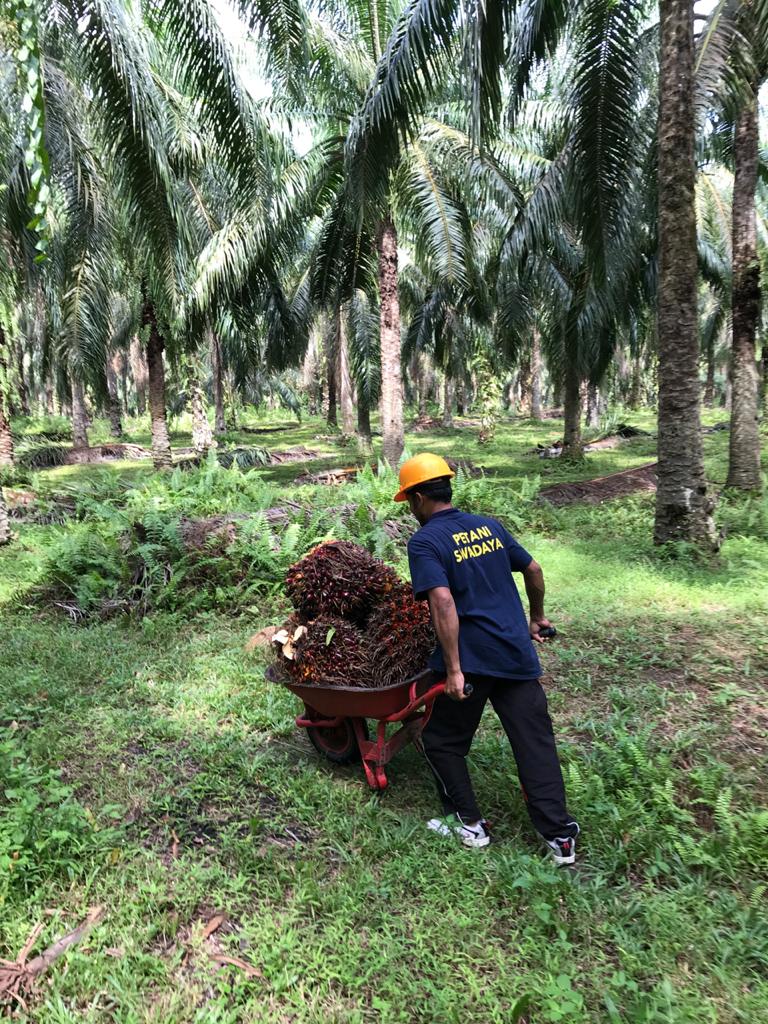 Tiga Industri Luncurkan Program ‘SMILE’ untuk Membantu Petani Sawit