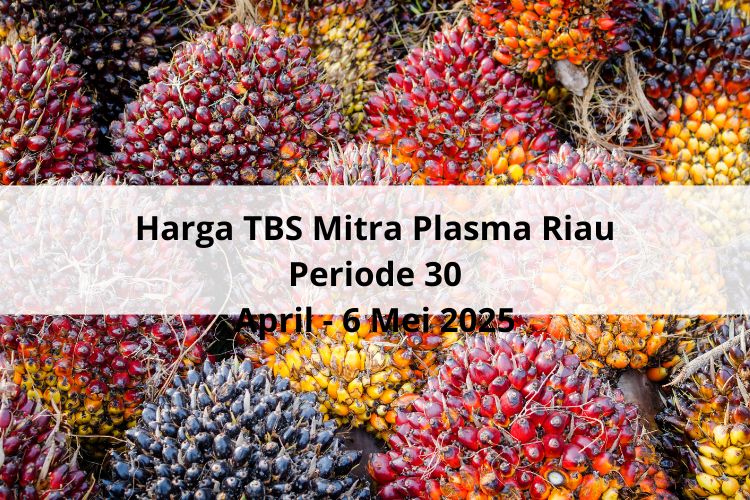Turun Harga TBS Mitra Plasma Riau Periode 30 April – 6 Mei 2025