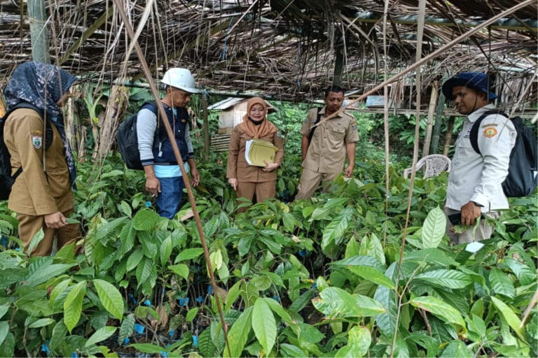 Dipantau Kualitas Bibit Kakao yang Disalurkan ke Petani Kakao
