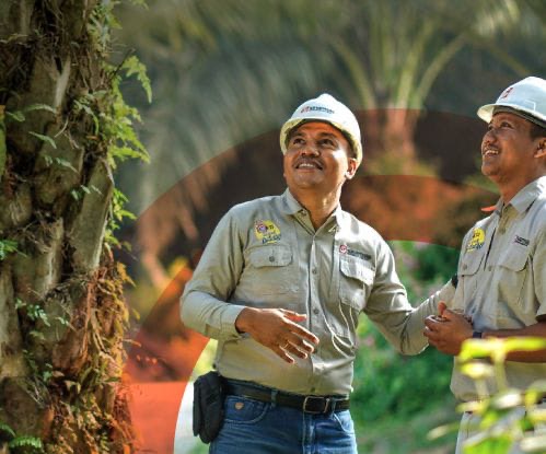 SMART Raih Rekor Penjualan CPO Sepanjang 2024, Replanting Jadi Fokus