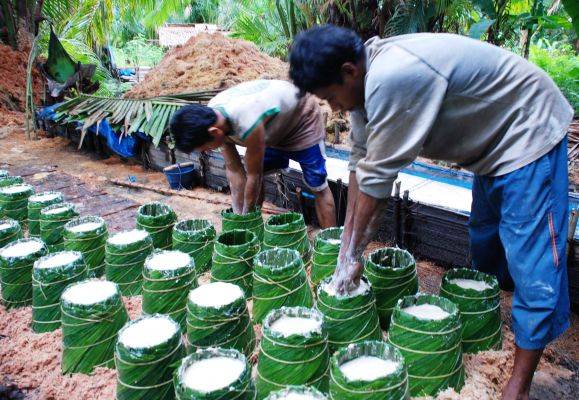 Pengembangan Sagu di Sejumlah Daerah Perlu Dukungan