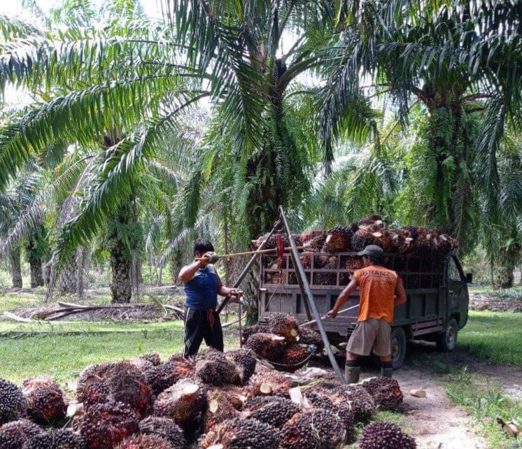 SEGERA BUAT PP KEMITRAAN UNTUK PIR BARU