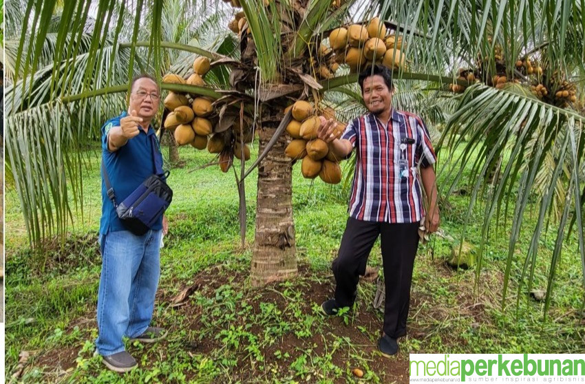 Tanam Kelapa, Sesuaikan Varietas dengan Tujuannya