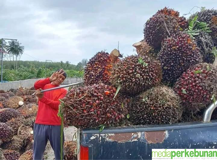 Nyaris Anjlok Rp 100 per Kg Harga TBS Mitra Plasma Jambi Periode 10-16 Januari 2025