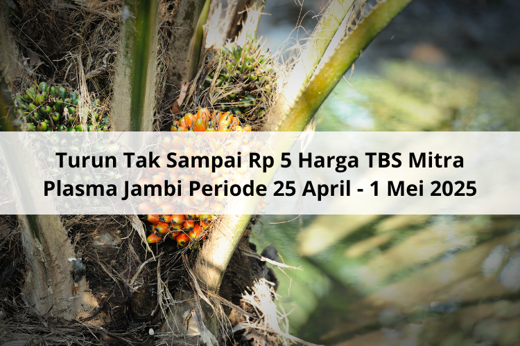 Amblas Harga TBS Mitra Plasma Sumut Periode 7 – 13 Mei 2025
