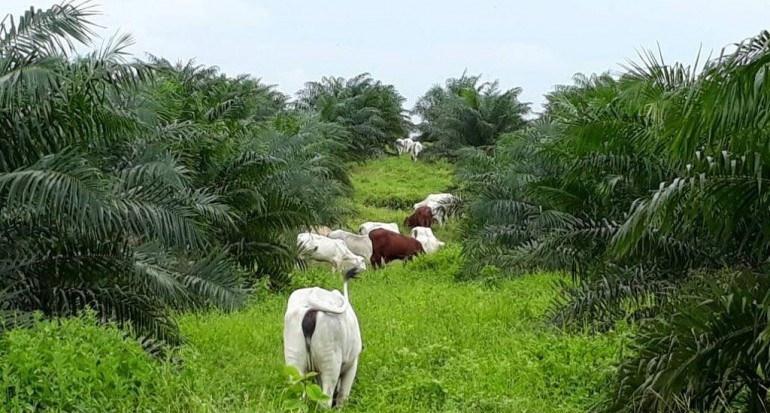 Dampak ‘Perkawinan’ Sawit-Sapi, Ini Kata Pemerintah