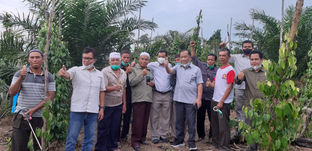 SAWIT, LADA, KARET KOMODITAS ANDALAN BANGKA BELITUNG