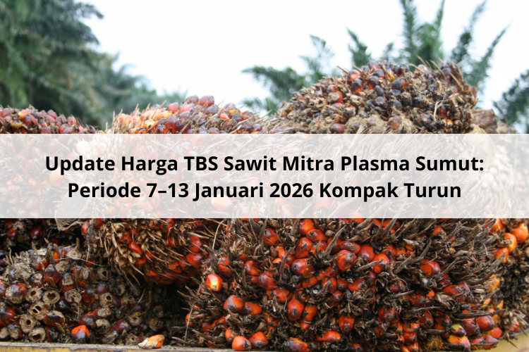 Update Harga TBS Sawit Mitra Plasma Sumut: Periode 7–13 Januari 2026 Kompak Turun