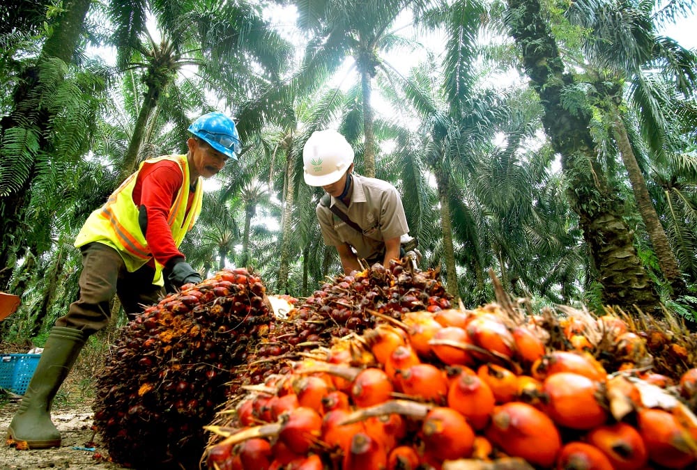 Kemitraan Kunci Sukses Tingkatkan Kesejahteraan Petani Sawit