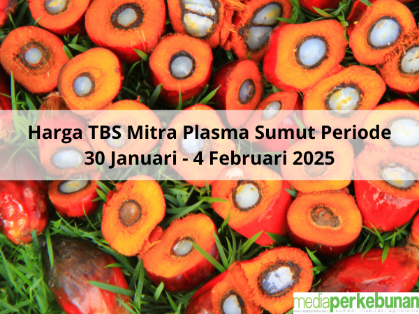 Melorot Lagi Harga TBS Mitra Plasma Sumut Periode 30 Januari – 4 Februari 2025